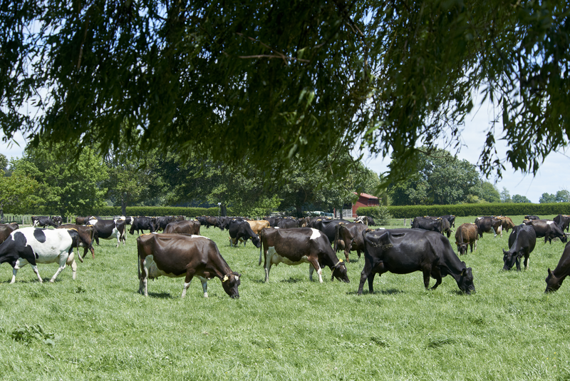 Cows Innovation Farm