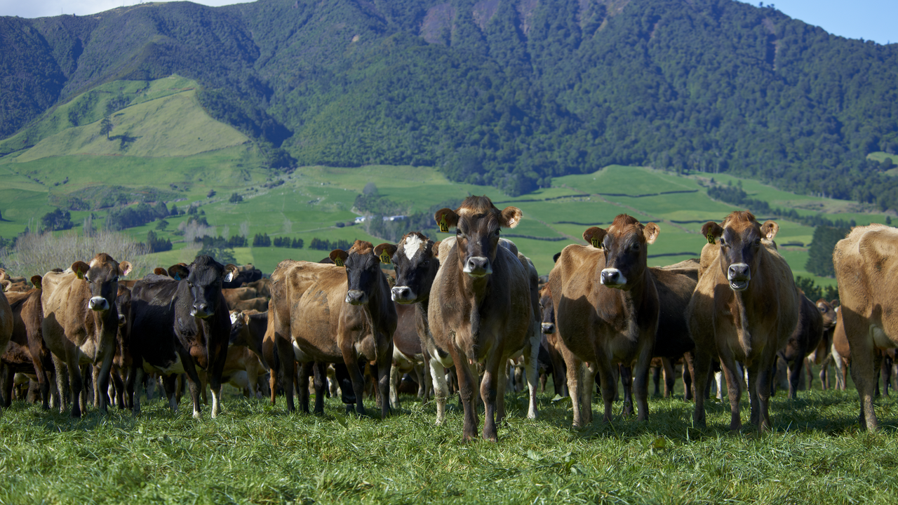 Kaimai Herd