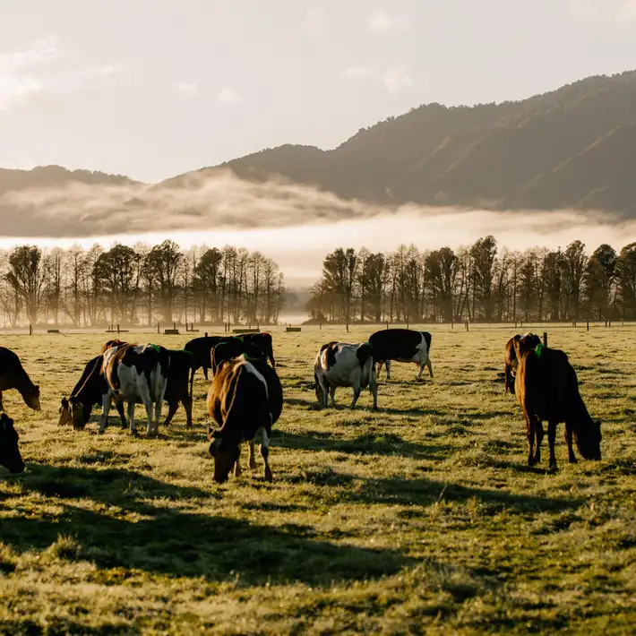 LIC financial results show New Zealand dairy farmers are still seeing value in cow efficiency