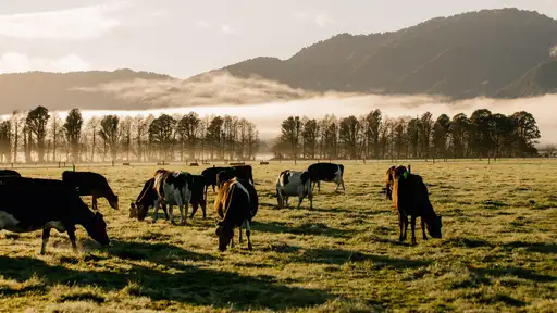 LIC financial results show New Zealand dairy farmers are still seeing value in cow efficiency