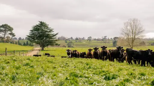 LIC’s new breeding value will enable farmers to breed cows that are more resistant to facial eczema.