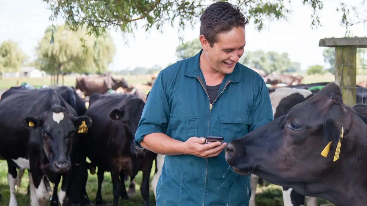 Farmer and cow using app