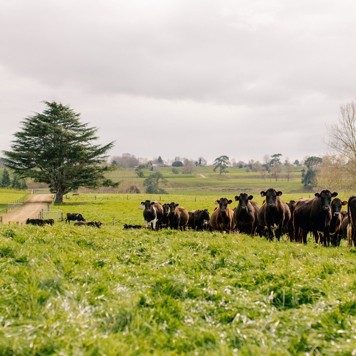 Cows grazing - Matamata