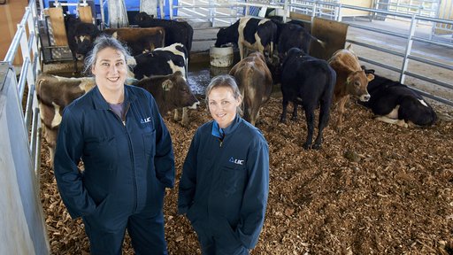 Methane trial bulls in barn