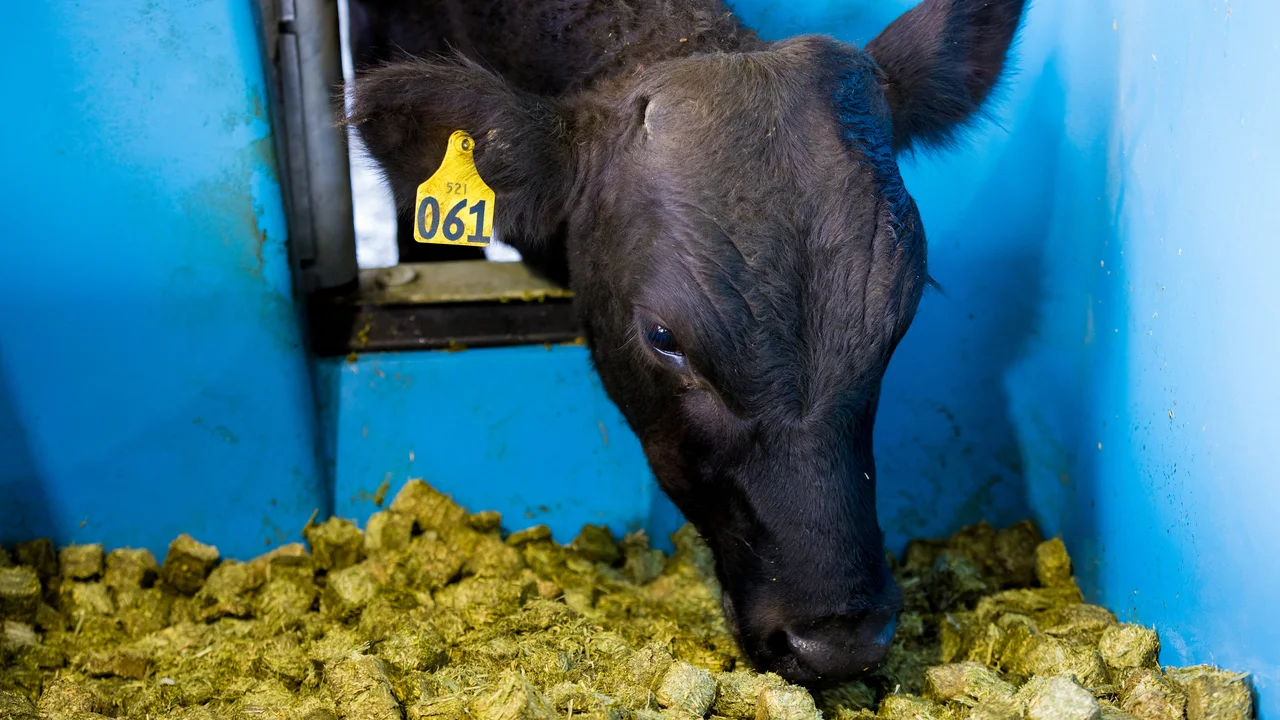 One of LIC's bulls eating lucerne cubes from the feed intake bin.jpg
