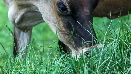 Jersey cow grazing - close up