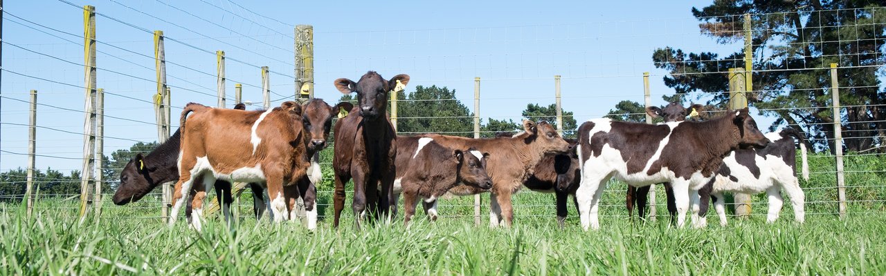 Polled calves in paddock