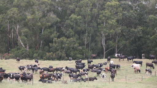 Cows in paddock grazing