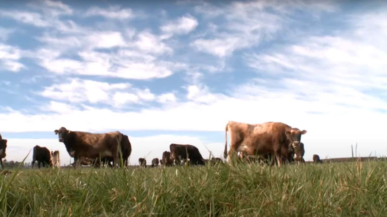Resilient Dairy video
