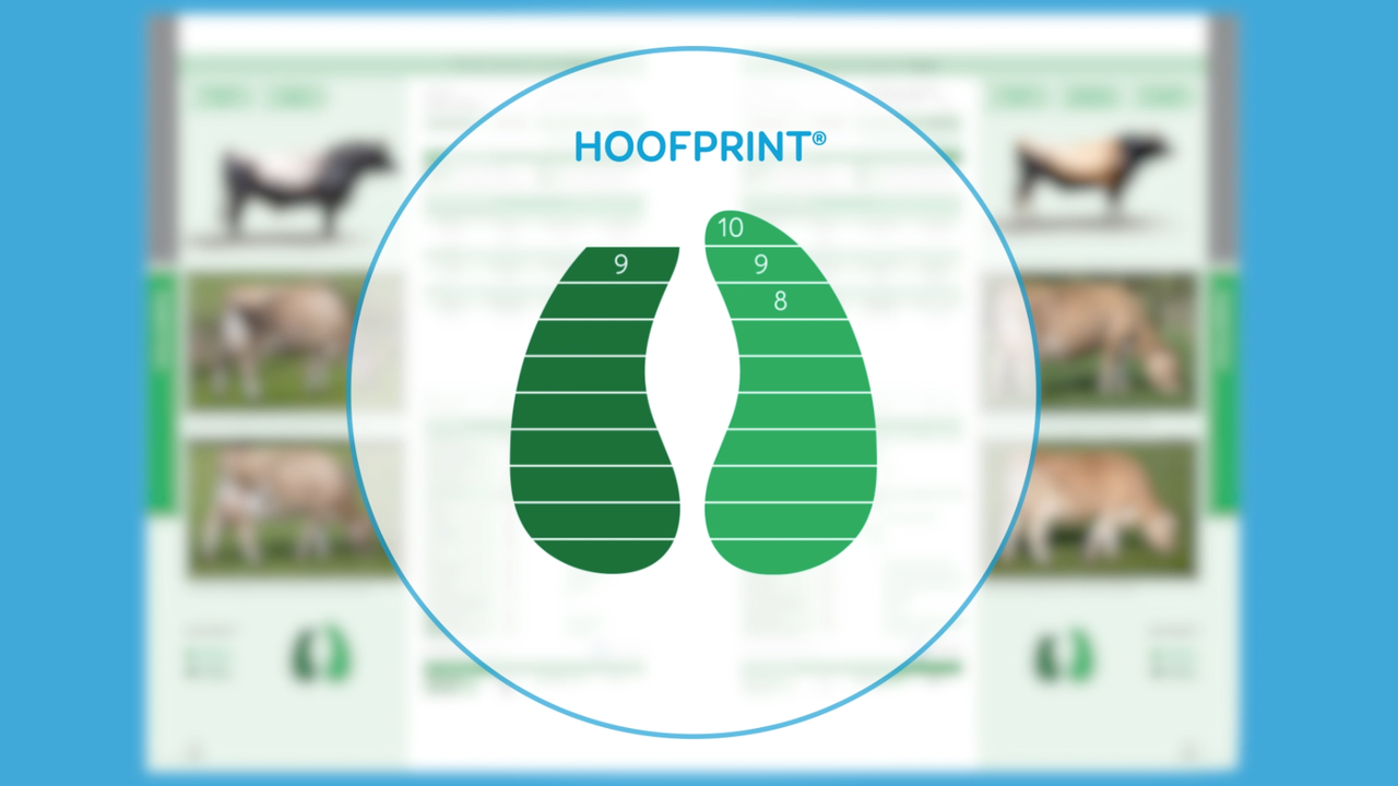 Hoofprint animation