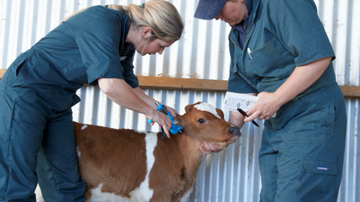 BVD calf test