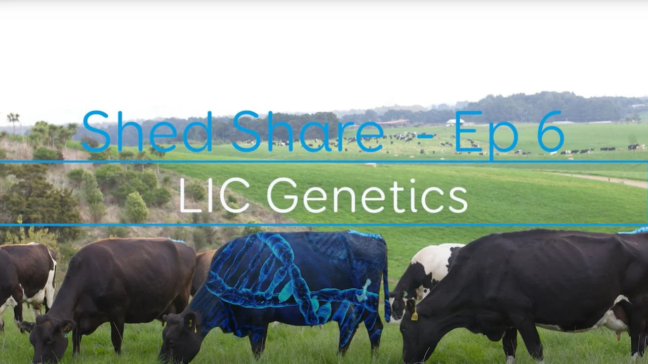 Shed Share LIC Genetics.JPG