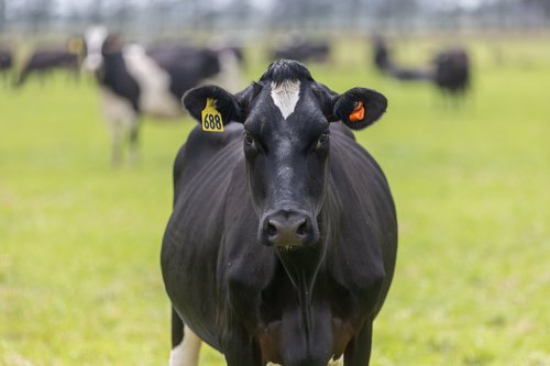 Cow wearable devices – like the orange CowManager ear tags – are deepening the connection between farmers and their cows..jpg