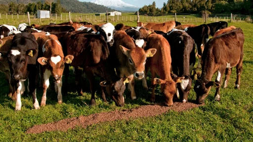 Crossbred herd calves