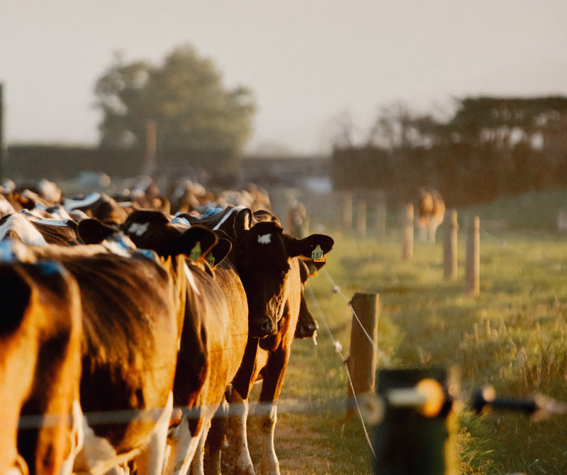 The 2021-22 New Zealand Dairy Statistics report shows an innovative dairy sector responding well during a changeable time.