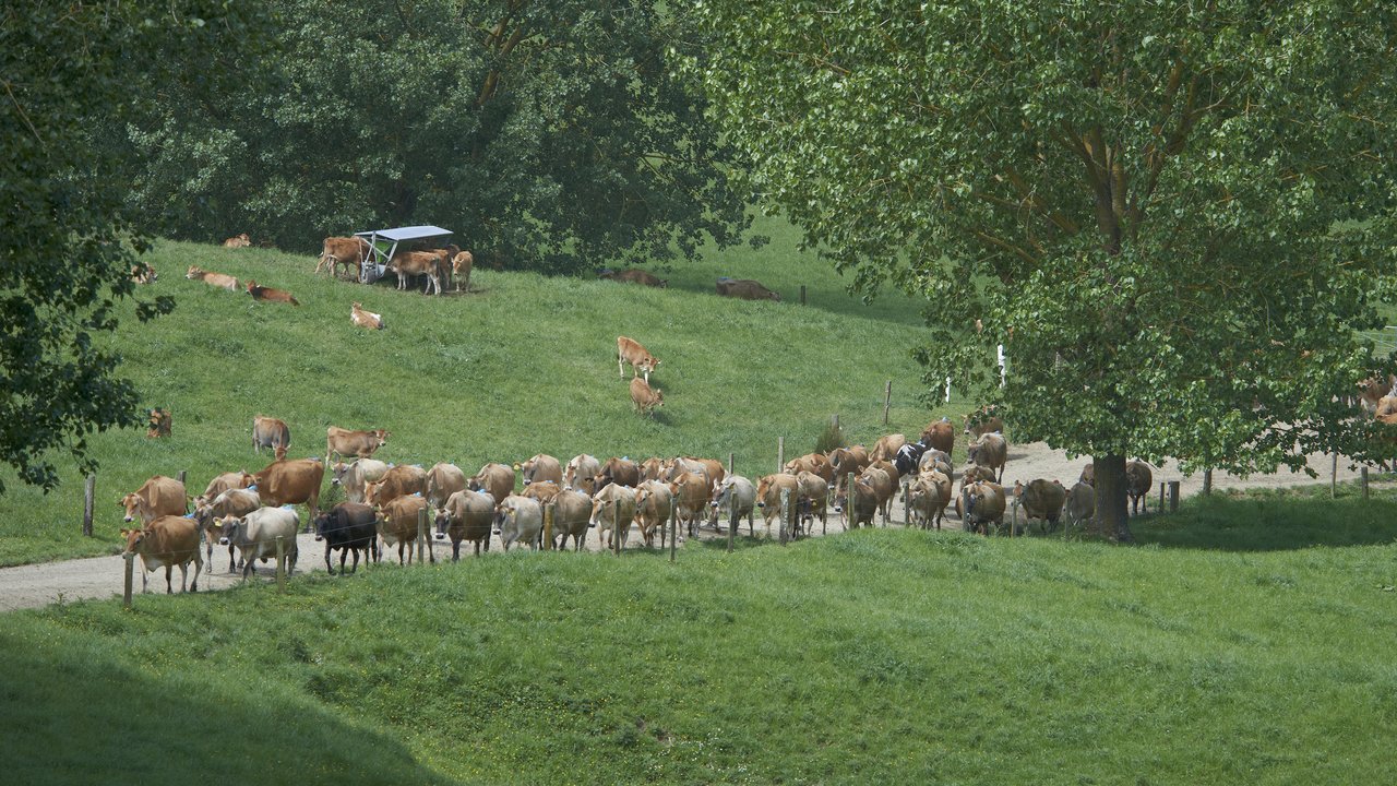 Dairy cows coming up the race