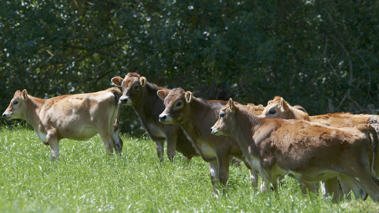 Jersey Calves