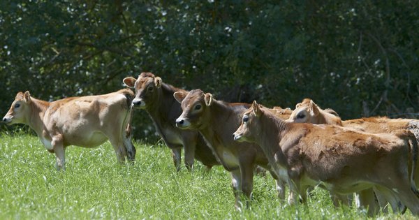 Livestock Improvement photo