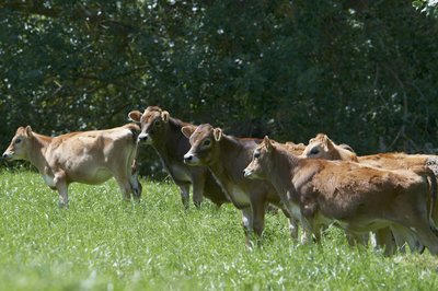 Livestock Improvement photo
