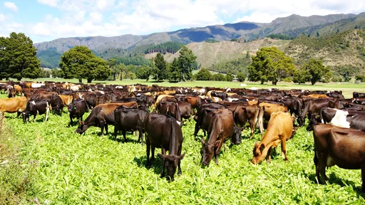 Group of Kiwicross cows