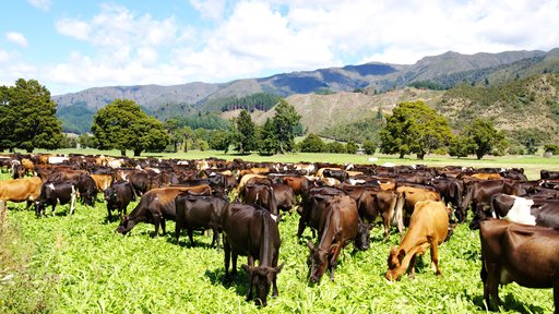 Group of Kiwicross cows