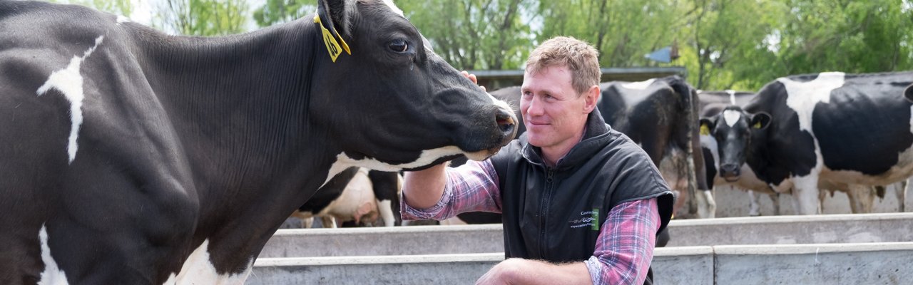 Farmer petting cow