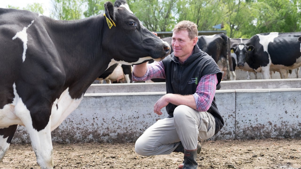 Farmer petting cow