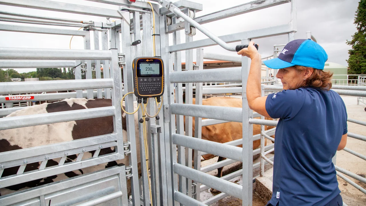 Weighing cows