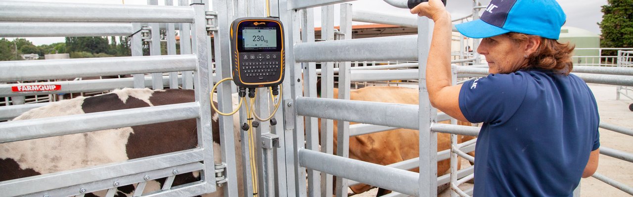 Weighing cows
